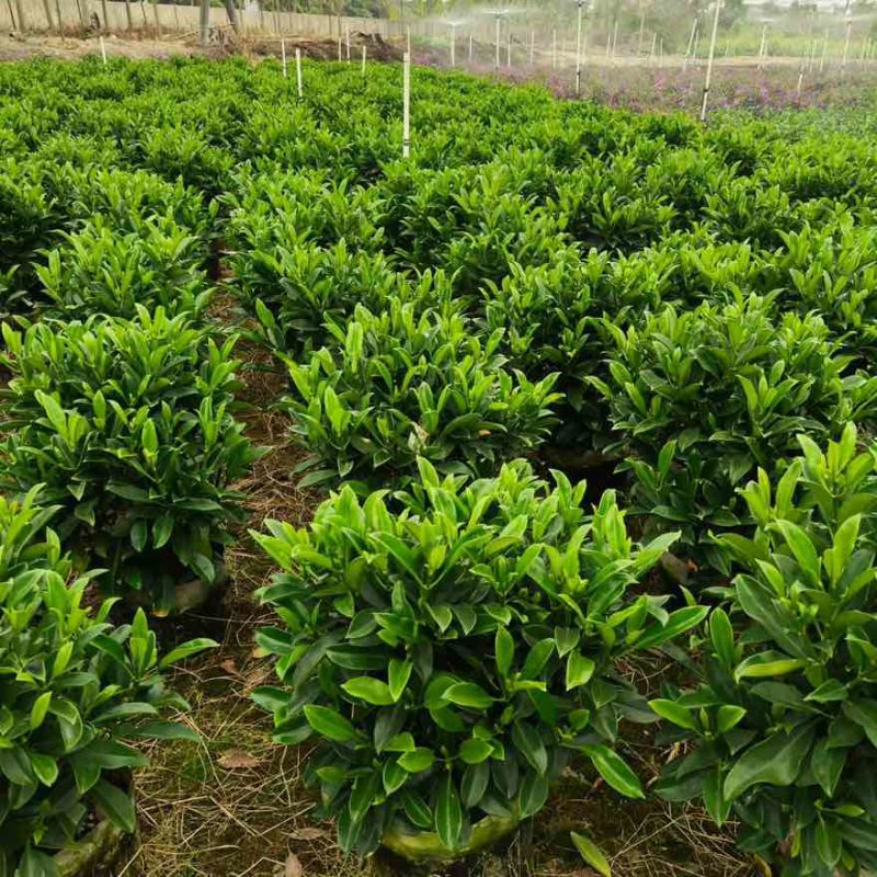 非洲茉莉20-180高，7斤袋，10斤袋，白布袋，球形