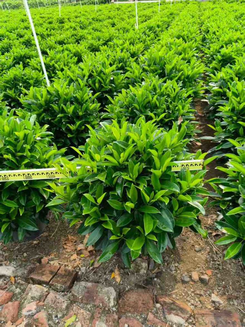 非洲茉莉20-180高，7斤袋，10斤袋，白布袋，球形