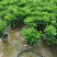 非洲茉莉20-180高，7斤袋，10斤袋，白布袋，球形
