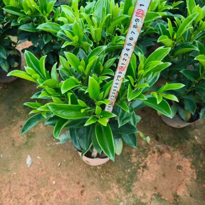 非洲茉莉20-180高，7斤袋，10斤袋，白布袋，球形