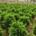 非洲茉莉20-180高，7斤袋，10斤袋，白布袋，球形