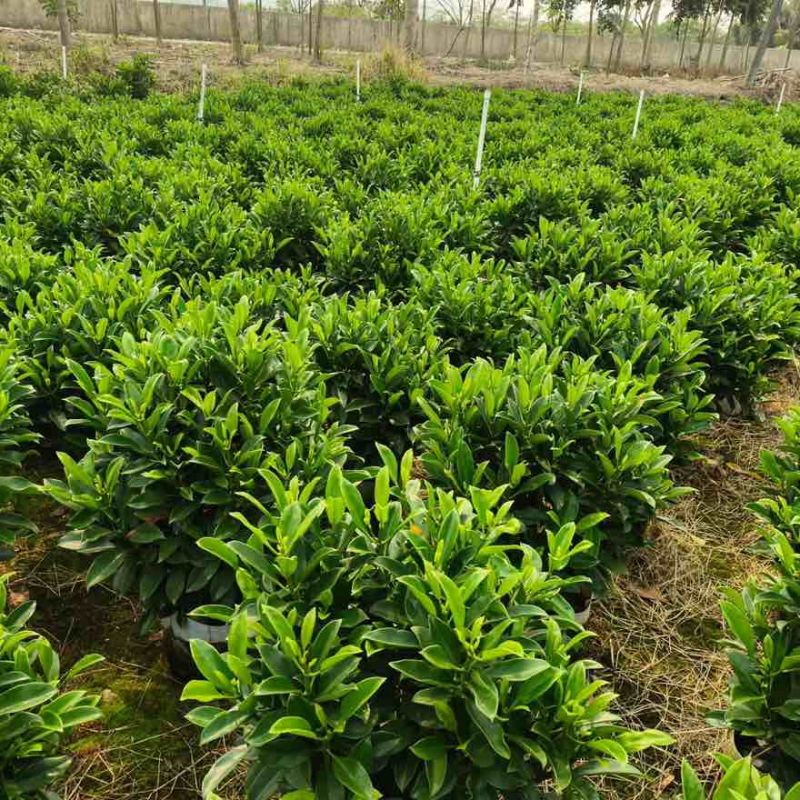 非洲茉莉20-180高，7斤袋，10斤袋，白布袋，球形