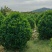 非洲茉莉20-180高，7斤袋，10斤袋，白布袋，球形