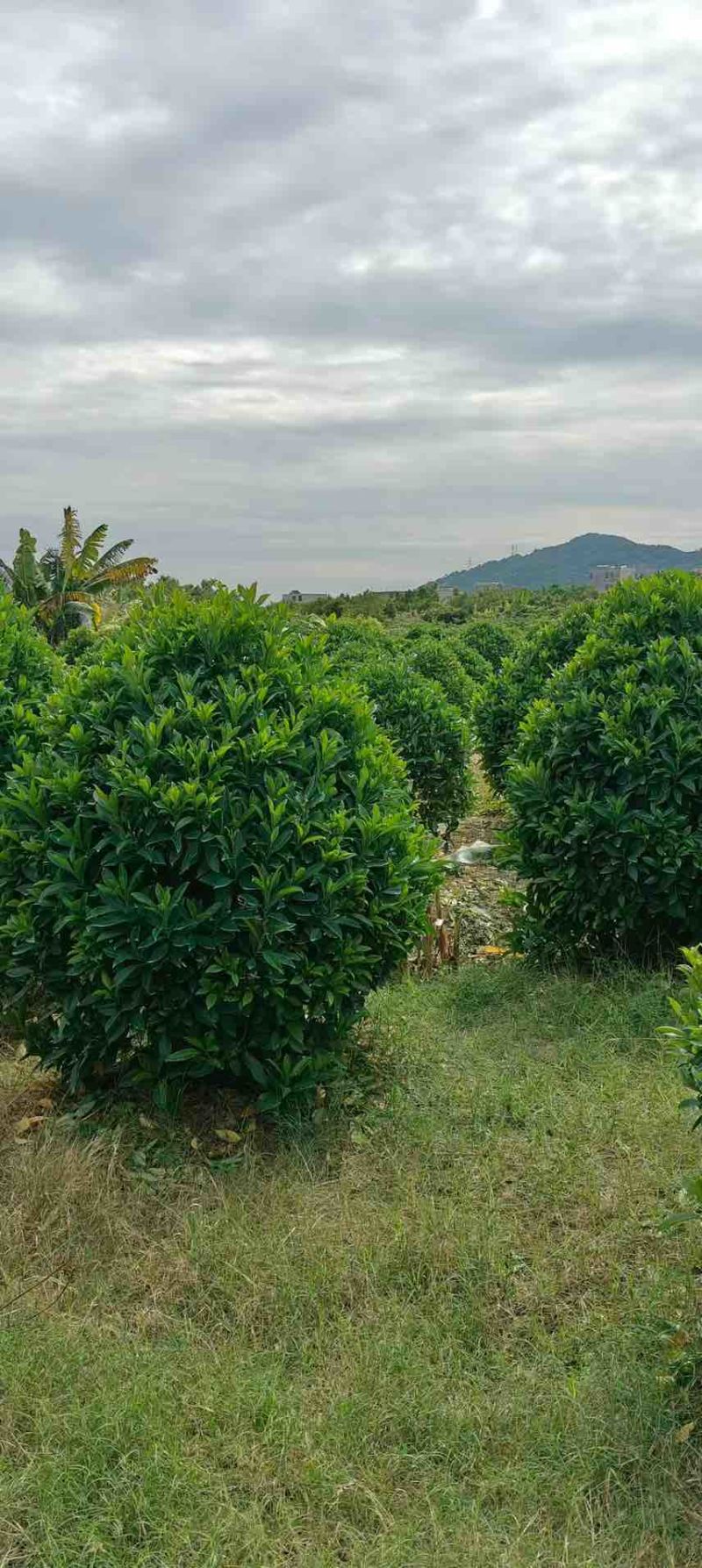 非洲茉莉20-180高，7斤袋，10斤袋，白布袋，球形