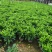 非洲茉莉20-180高，7斤袋，10斤袋，白布袋，球形