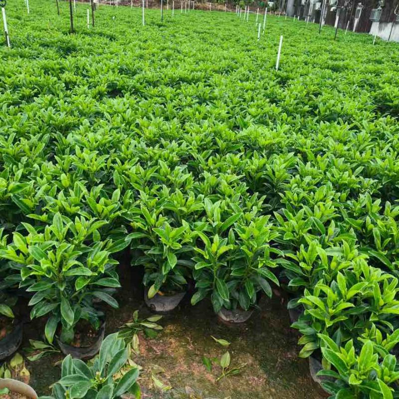 非洲茉莉20-180高，7斤袋，10斤袋，白布袋，球形