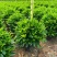 非洲茉莉20-180高，7斤袋，10斤袋，白布袋，球形