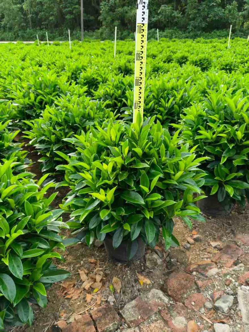 非洲茉莉20-180高，7斤袋，10斤袋，白布袋，球形
