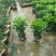 非洲茉莉20-180高，7斤袋，10斤袋，白布袋，球形