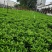 非洲茉莉20-180高，7斤袋，10斤袋，白布袋，球形