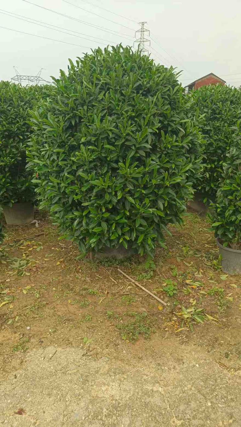 非洲茉莉20-180高，7斤袋，10斤袋，白布袋，球形