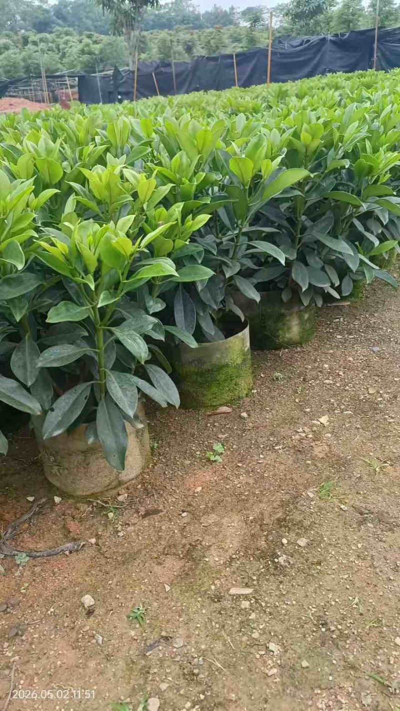 非洲茉莉20-180高，7斤袋，10斤袋，白布袋，球形