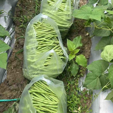 贵州小金豆
