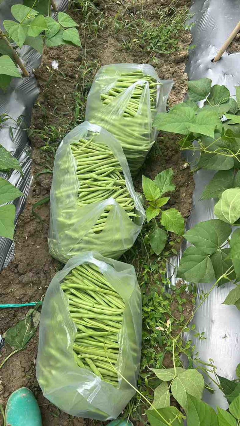 贵州小金豆