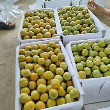 贵州六马蜂糖李