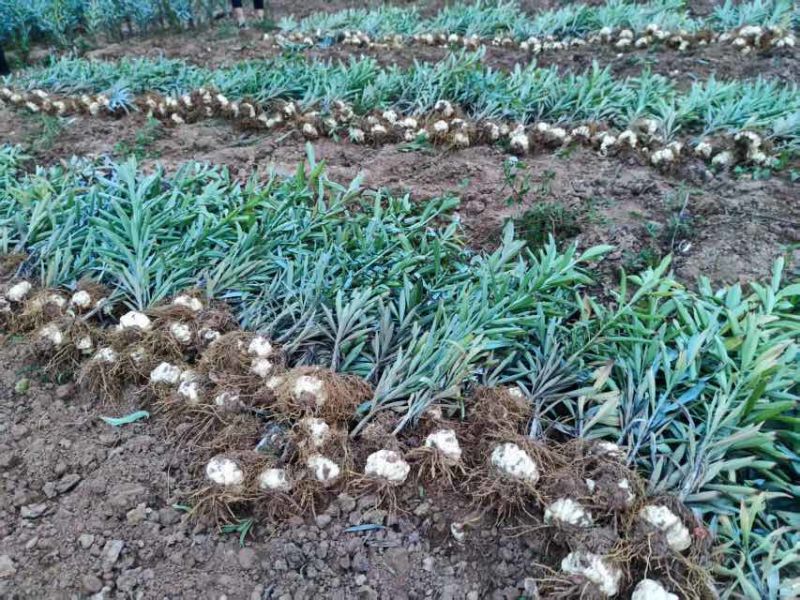 龙牙百合鲜果