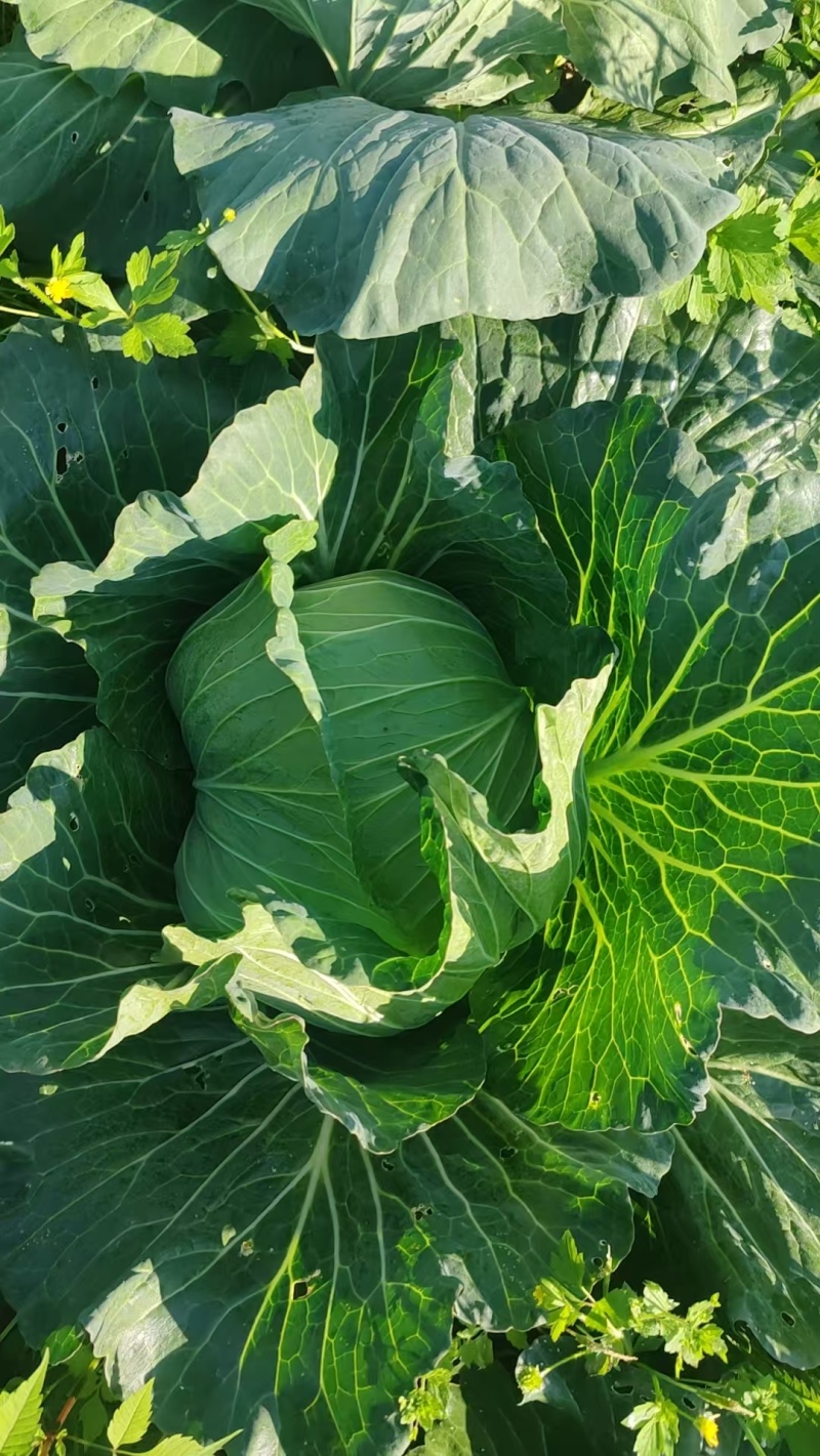 莲花白，牛心白