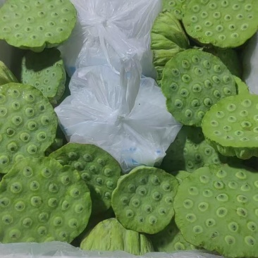 海南新鲜水果莲蓬三亚嫩莲蓬基地直供全国各地