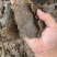 棉籽饼菜籽饼有机肥