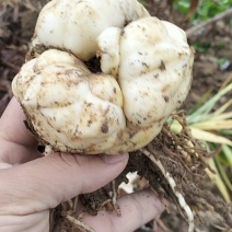 云南高山卷丹百合