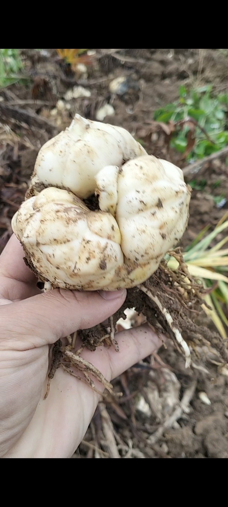 云南高山卷丹百合