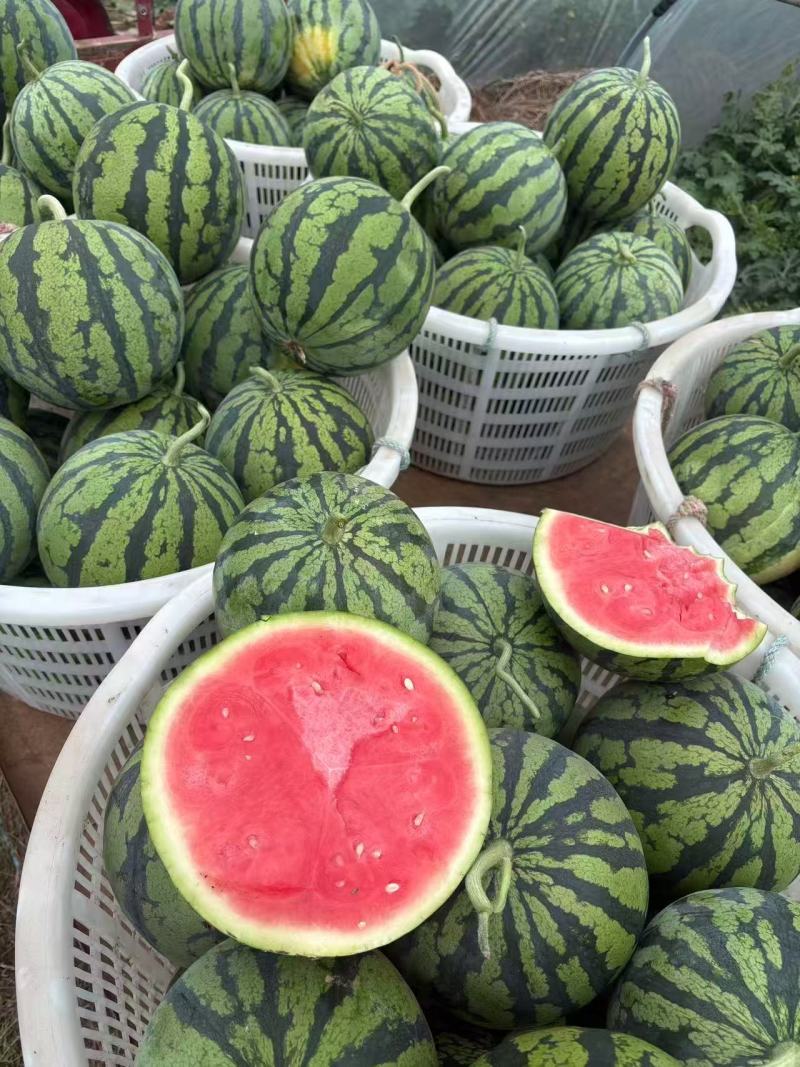 无籽麒麟口口脆
