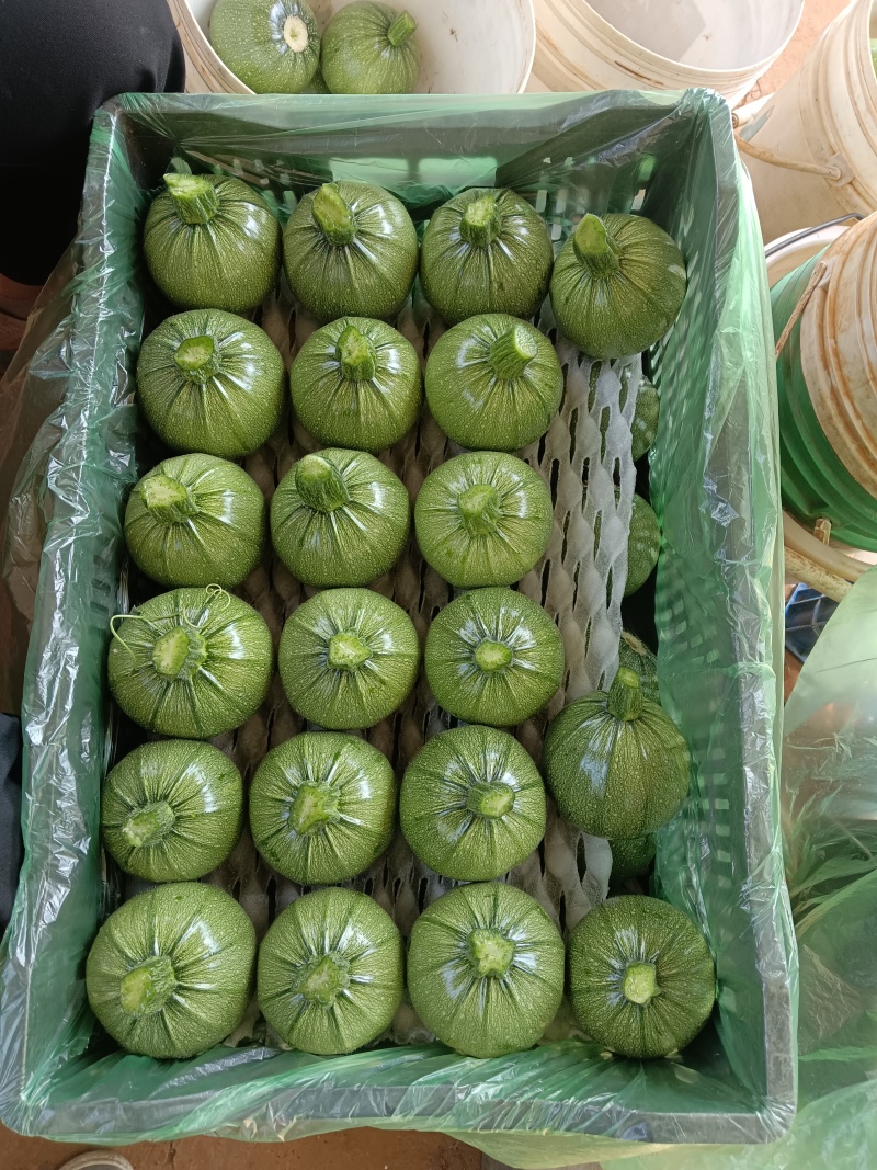 云南小圆瓜
