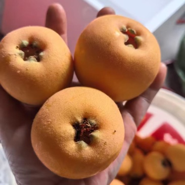 云南永善大兴枇杷