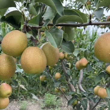 皇冠梨,圆黄梨,红香酥梨,一路香等等