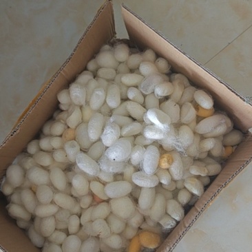 蚕茧
