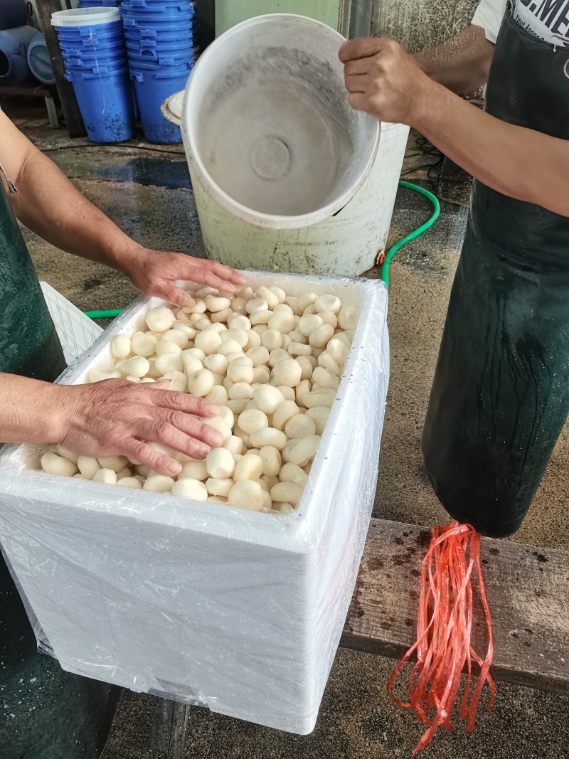 白马蹄