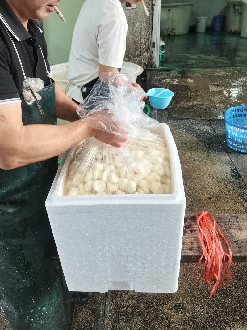 白马蹄
