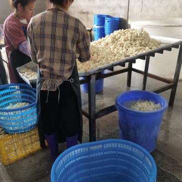 白马蹄