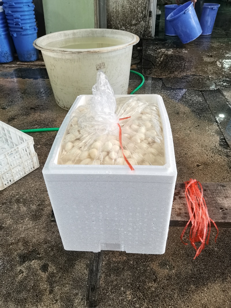 白马蹄