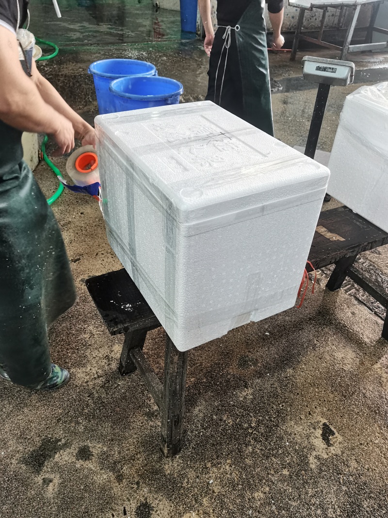 白马蹄