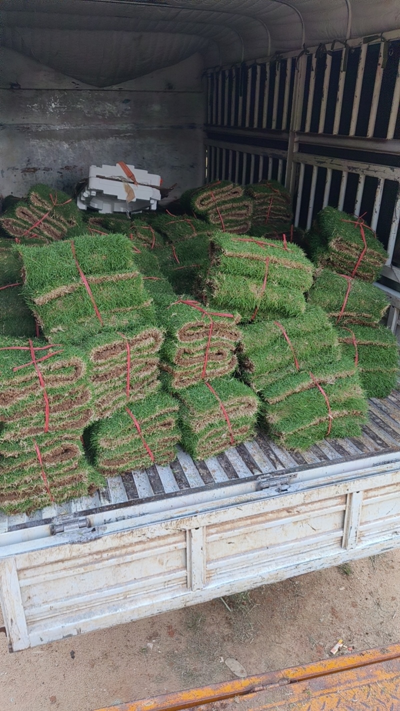 草皮