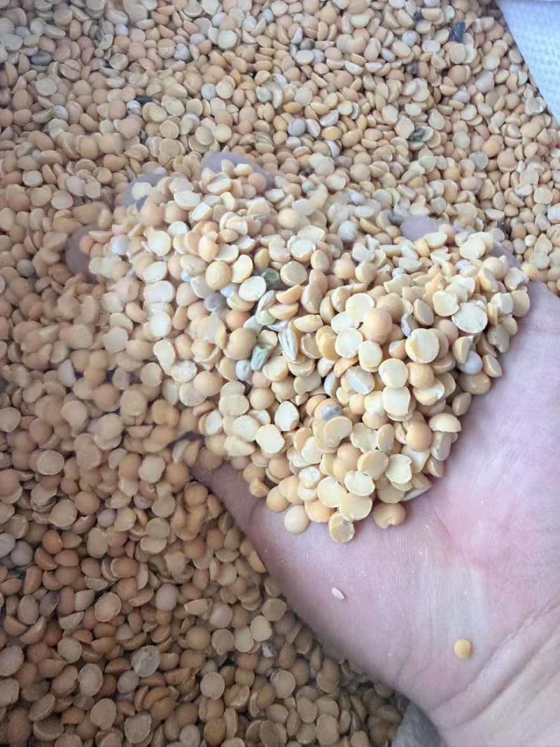 精品碎豆瓣，价格实惠品质高，适合水产养殖牲畜养殖，种地施肥。