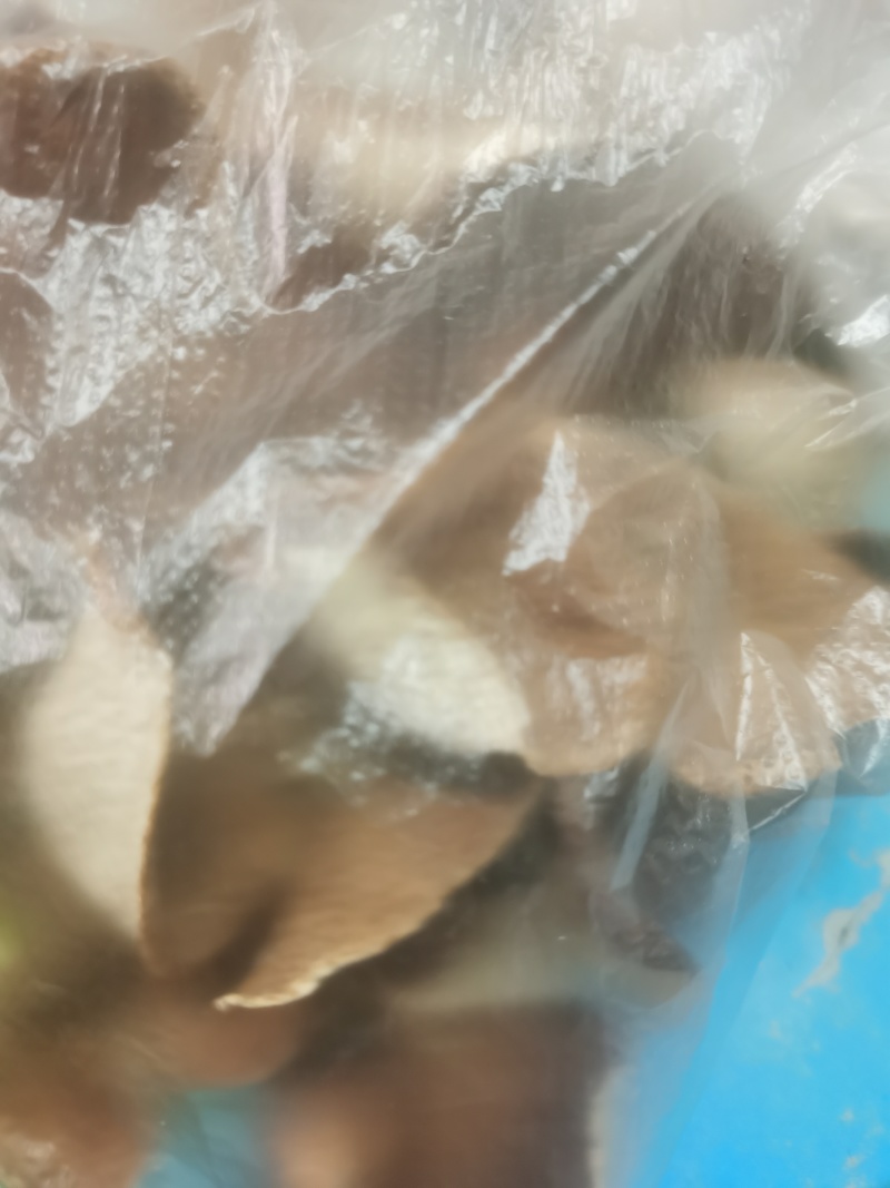 广西陈皮
