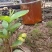 野生蜂蜜