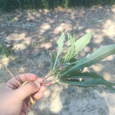 纯野生蒲公英