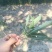 纯野生蒲公英