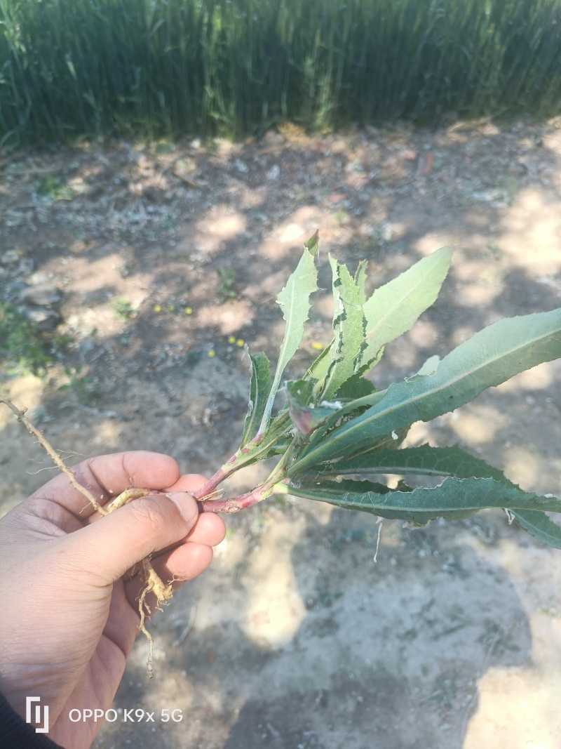 纯野生蒲公英
