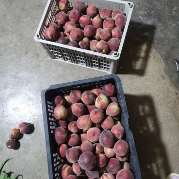 石林红宝石鹰嘴桃
