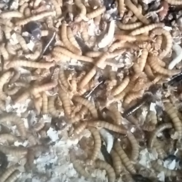 活体黄粉虫