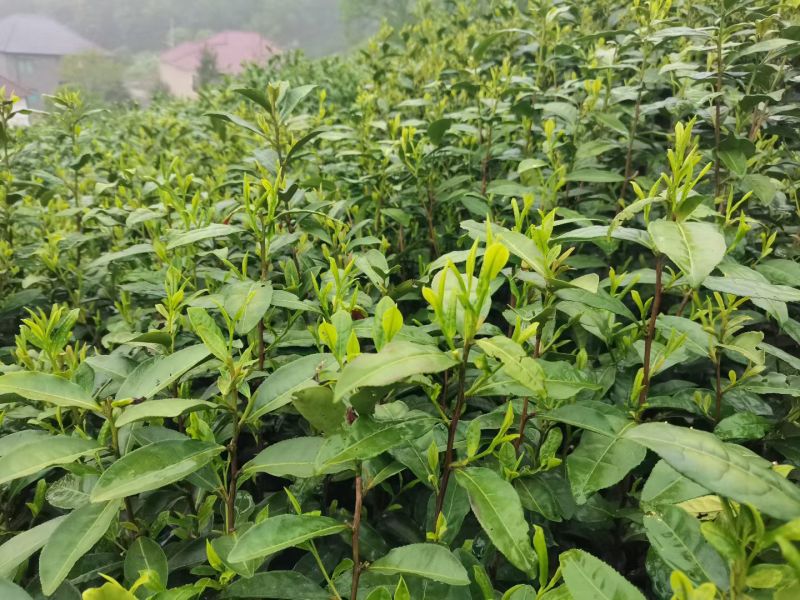 茶叶