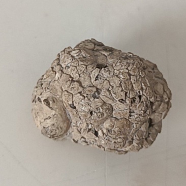 羊结石，羊宝