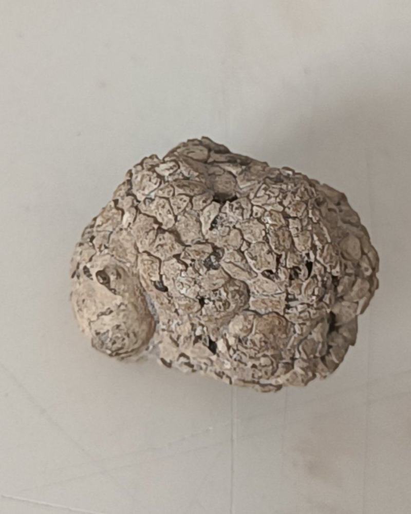 羊结石，羊宝