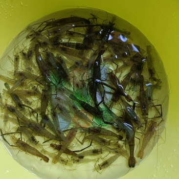 野生河虾