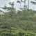 小叶榄仁。3-5公分。普宁苗木基地