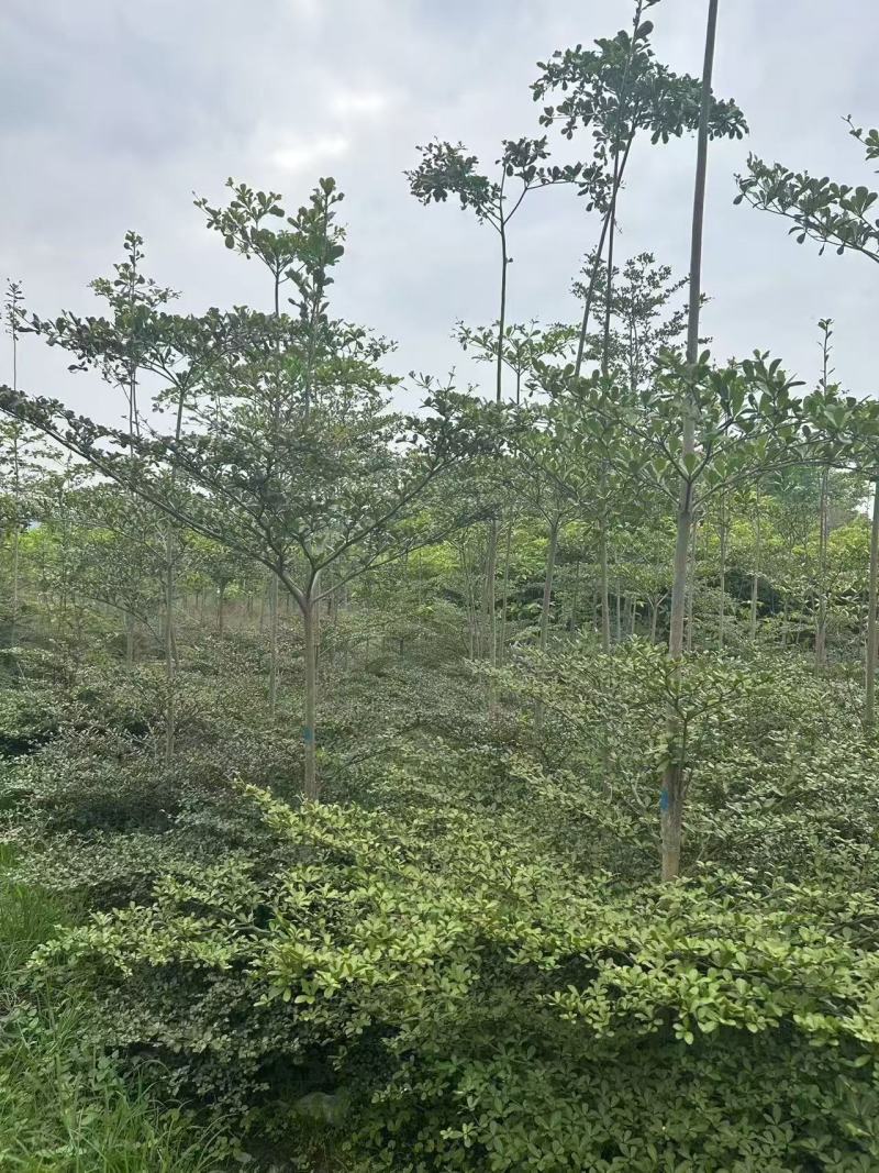 小叶榄仁。3-5公分。普宁苗木基地